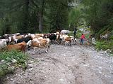 09-2014 Passo Dordona - 102